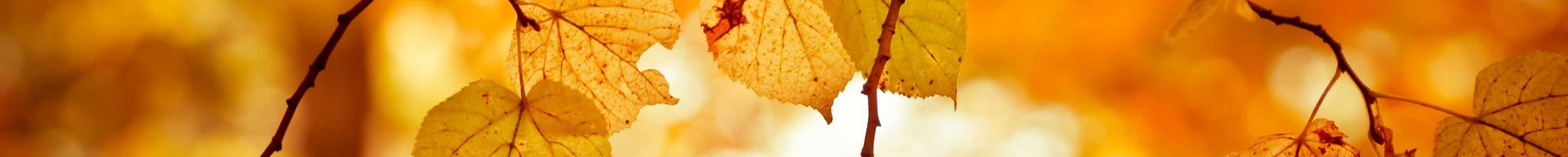 Billedet viser en række gyldne efterårsblade, der hænger fra grene. Baggrunden er sløret og har varme orange og gule nuancer, der skaber en hyggelig og varm atmosfære, typisk for efteråret.